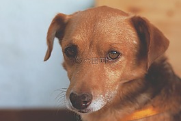 動物,狗,眼睛
