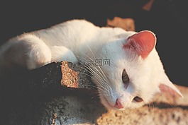 動物,貓,耳朵
