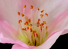 花,雄蕊,花園