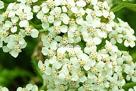 鮮花,字段,白