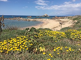 鮮花,海灘,撒丁島