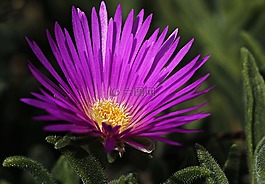 冰廠,花,開花