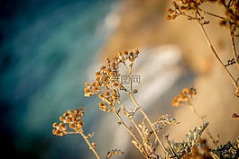性质,海,地中海