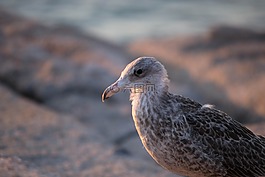 鳥,海鷗,巖石