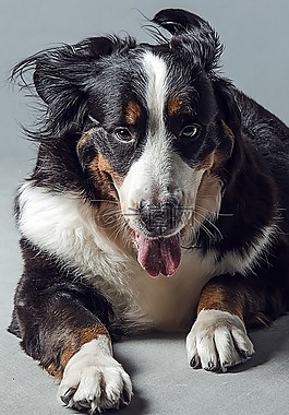 动物,狗,伯恩山犬