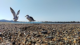 海灘,海鷗,野生動物