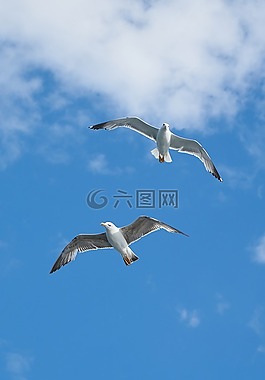 海鷗,鳥,藍(lán)色