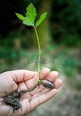 手,特写,植物