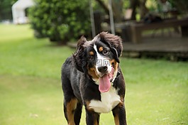动物,狗,伯恩山犬