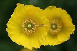 黃色,花,開花