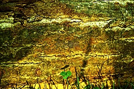 三葉草,木材,應(yīng)變
