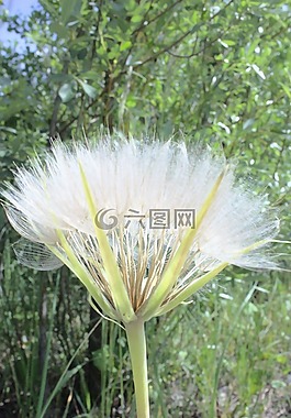 苦苣菜,植物,藥用植物