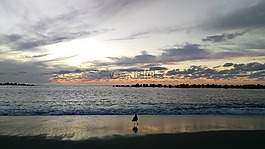 海灘,海鷗,日落