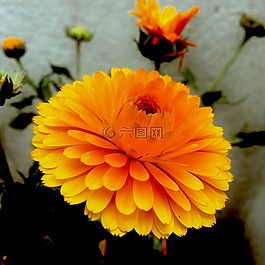 万寿菊,花,黄色