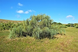 性質(zhì),草,景觀