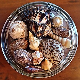 貝殼,海洋,海灘