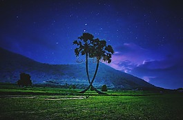 樹,蔬菜,你的夜晚