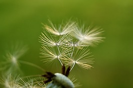 cramaillot,蒲公英,花