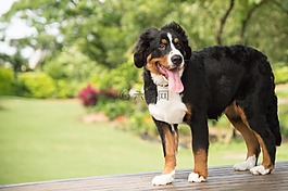 动物,狗,伯恩山犬