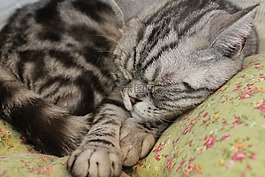 貓,睡眠,寵物