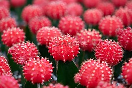 粉紅色,仙人掌,花圖片