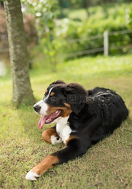 动物,狗,伯恩山犬