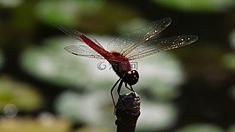 蜻蜓,昆蟲,性質(zhì)