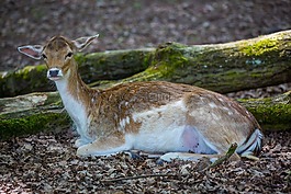 野生,獐鹿,dybowskiwild