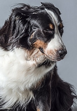 动物,狗,伯恩山犬
