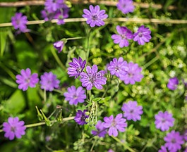 開花,紫,花