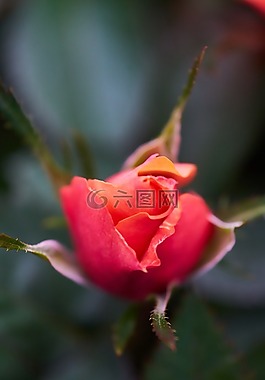 玫瑰,紅色,花卉