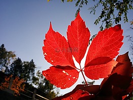 葉,紅色,秋