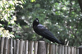 烏鴉,黑鳥,黑