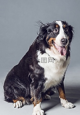 动物,狗,伯恩山犬