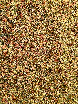 水果,紅辣椒,紅色