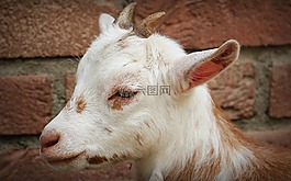 山羊,動物,角