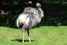 鳥,鴕鳥,原野