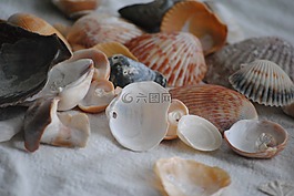 海貝殼,灑了出來,自然