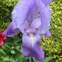 花,紫色,植物