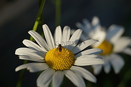 關鍵詞 fotomontá?,昆蟲,花