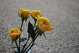 玫瑰,黃色,花