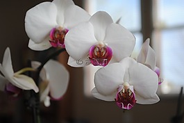 蘭花,白,花