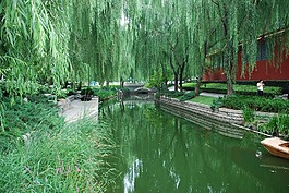 东方,花园,夏天