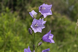 桔梗,開花,風(fēng)鈴