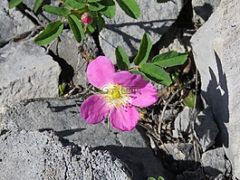 野玫瑰,艾伯塔省省花,落基山