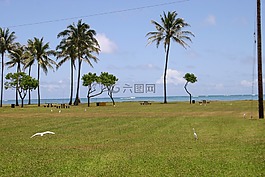 夏威夷,海灘,棕櫚樹