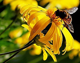 hoverfly,花蜜,黃色