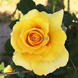 玫瑰,黃色,鮮花