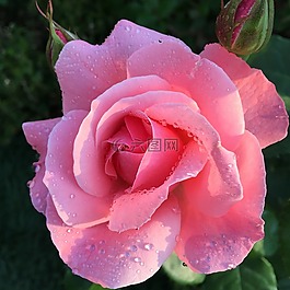 玫瑰,鮮花,玫瑰花