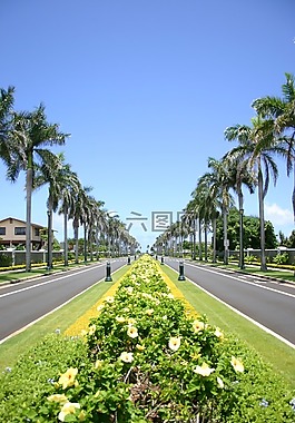 夏威夷,大道,棕櫚樹